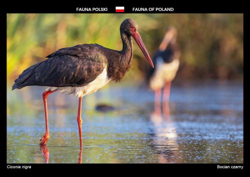 Fauna Polski: Bocian czarny