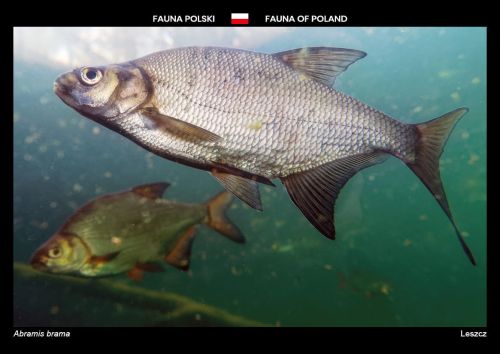 Fauna Polski: Leszcz