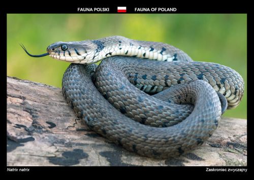 Fauna Polski: Zaskroniec zwyczajny