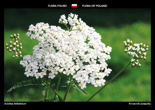 Flora Polski: Krwawnik pospolity