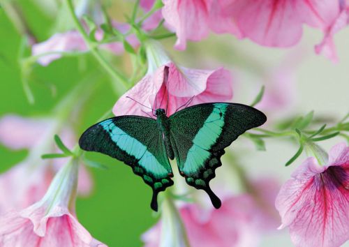 Papilio palinurus