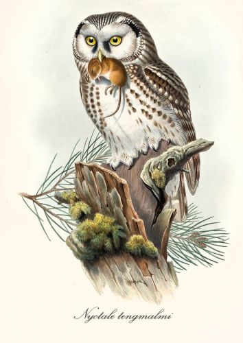 Aegolius funereus - Włochatka zwyczajna