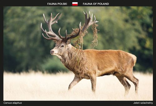 Fauna Polski: Jeleń szlachetny