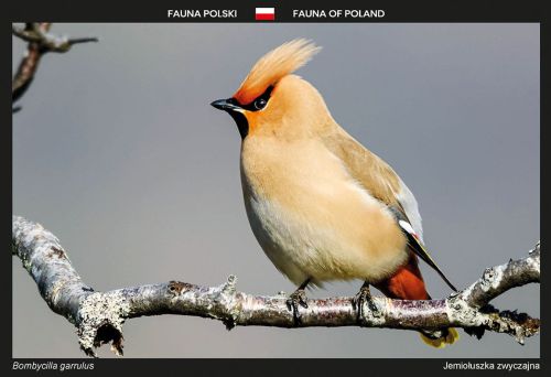 Fauna Polski: Jemiołuszka zwyczajna