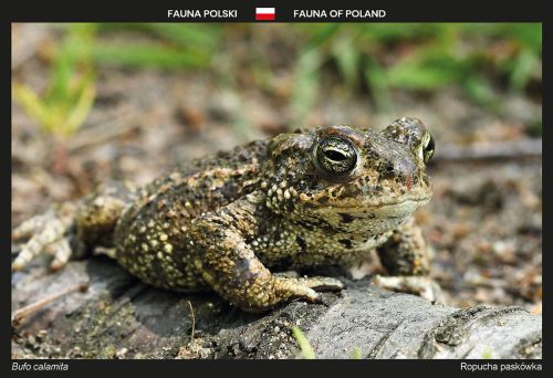 Fauna Polski: Ropucha paskówka