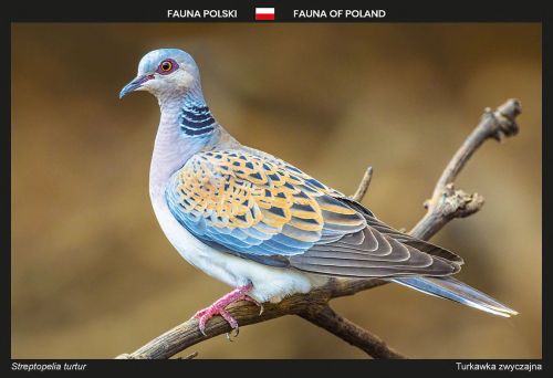 Fauna Polski: Turkawka zwyczajna