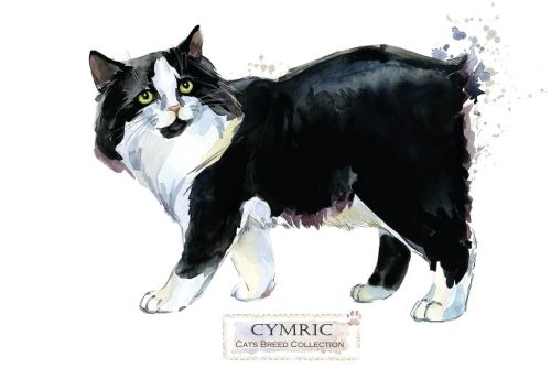 Rasy kotów: Cymric