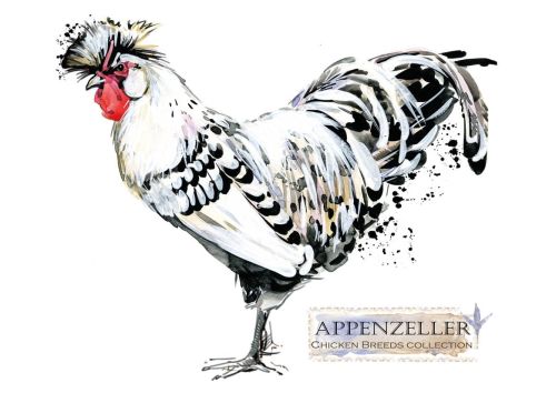 Rasy kur: Appenzeller