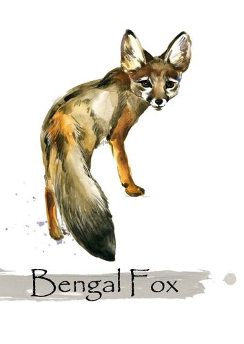 Lis bengalski