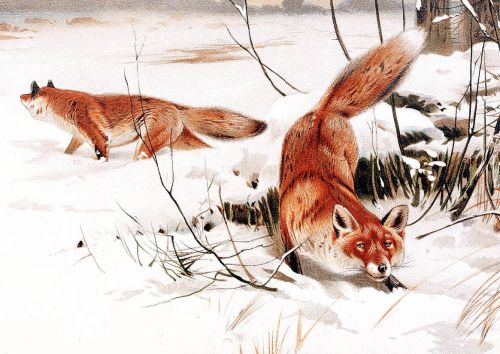 Wilhelm Kuhnert - Common foxes in the snow