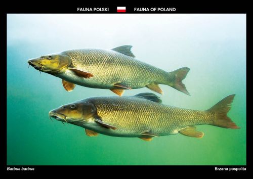 Fauna Polski: Brzana pospolita