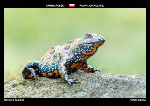 Fauna Polski: Kumak nizinny