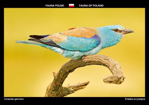 Fauna Polski: Kraska zwyczajna