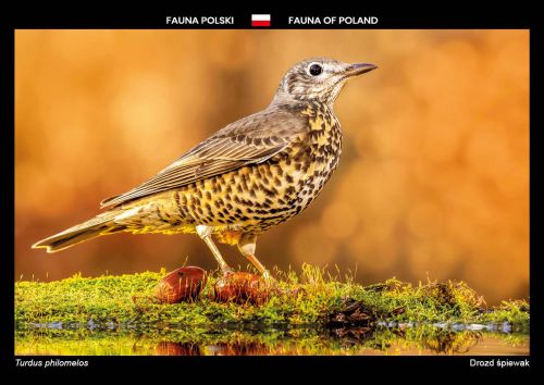 Fauna Polski: Drozd śpiewak