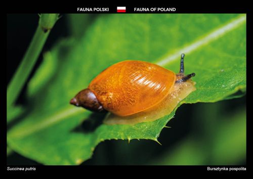Fauna Polski: Bursztynka pospolita