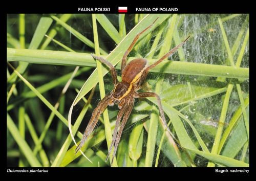 Fauna Polski: Bagnik nadwodny