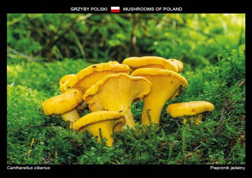 Grzyby Polski: Pieprznik jadalny