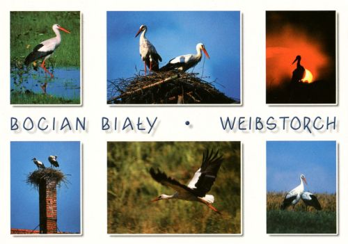 Bocian biały