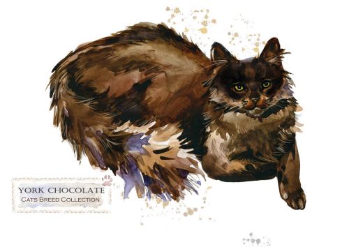Rasy kotów: York Chocolate