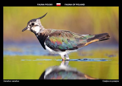 Fauna Polski: Czajka zwyczajna
