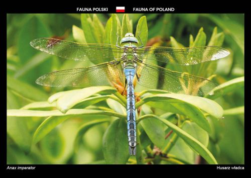 Fauna Polski: Husarz władca