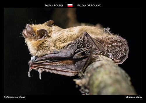 Fauna Polski: Mroczek późny