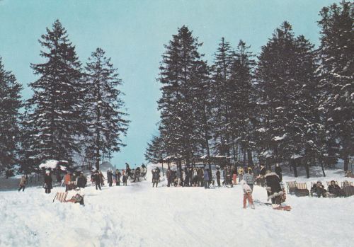 Krynica