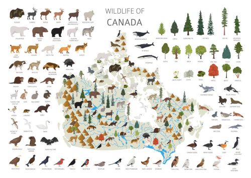 Wildlife of Canada
