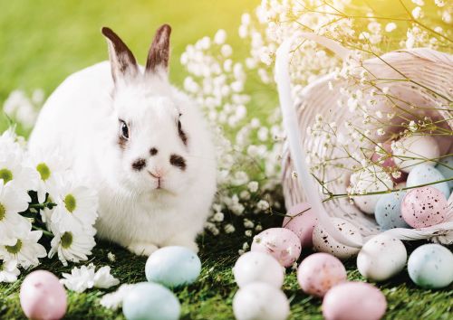 Króliczek Wielkanocny
