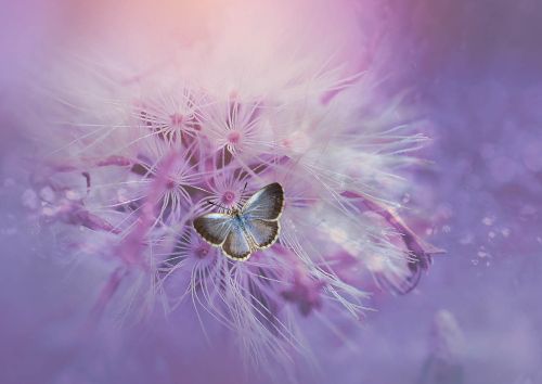 Motyl na dmuchawcu