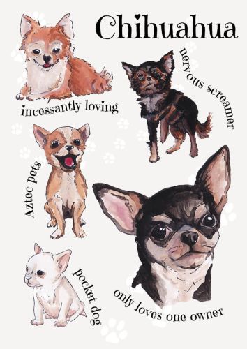 Rasy psów - Chihuahua