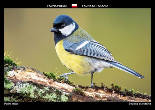 Fauna Polski: Bogatka zwyczajna