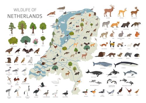 Wildlife of Netherlands