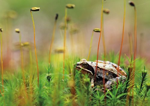 Żaba leśna