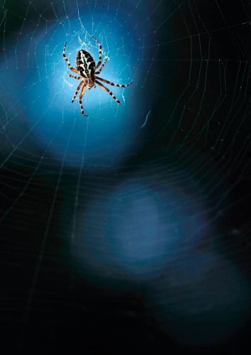 Pająk nocą
