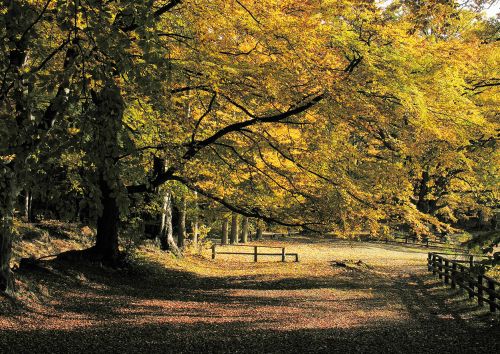 Jesienny Park