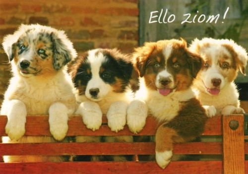 Ello ziom!