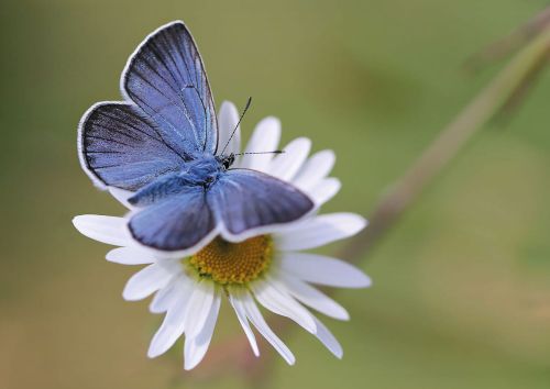 Motyl