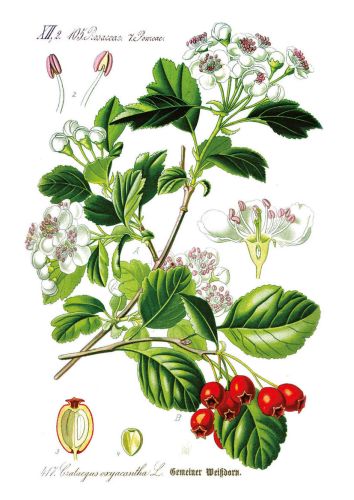 Głóg dwuszyjkowy