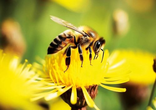 Pszczoła