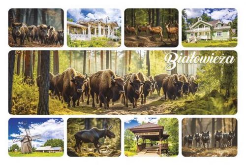 Magnes: Białowieża