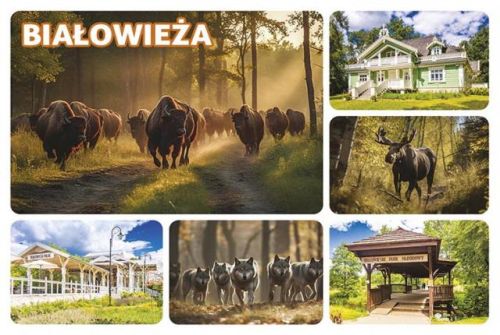 Magnes: Białowieża
