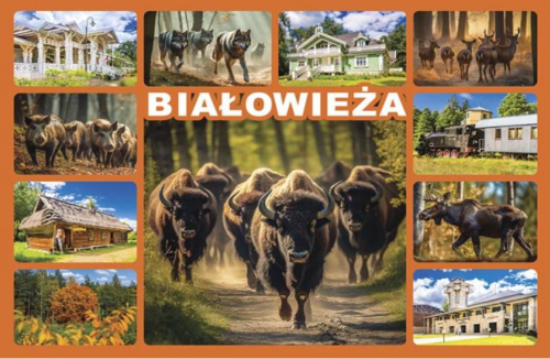Białowieża