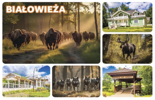Białowieża