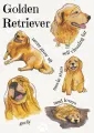Rasy psów  - Golden Retriever