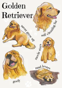 Rasy psów  - Golden Retriever