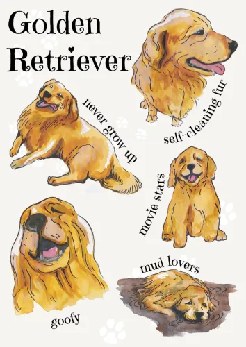 Rasy psów  - Golden Retriever