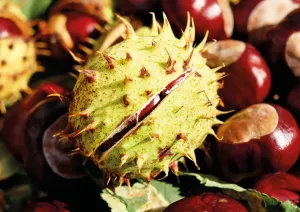 Kasztany