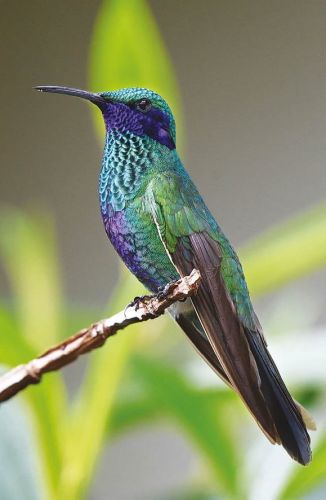 Koliber