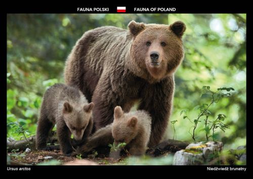Fauna Polski: Niedźwiedź brunatny